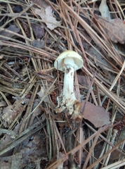 Amanita