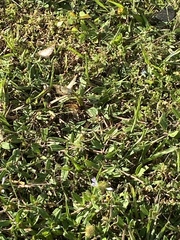 Anartia jatrophae