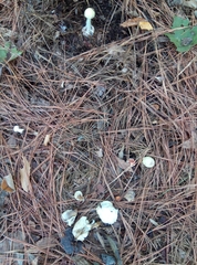 Amanita