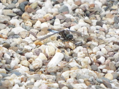 Orthetrum cancellatum