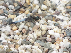 Orthetrum cancellatum