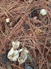 Amanita