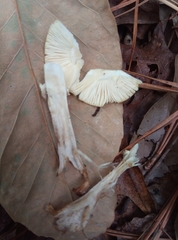 Amanita