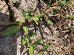 Richardia grandiflora
