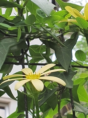 Senecio macroglossus