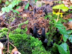 Xylaria
