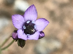 Gilia achilleifolia
