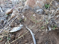 Dianthus illyricus image