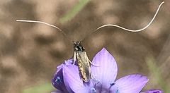 Adela singulella