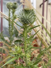 Cirsium vulgare