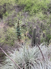 Puya alpestris
