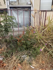 Cirsium vulgare