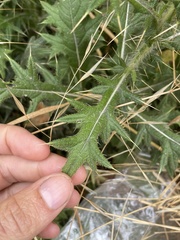 Cirsium vulgare
