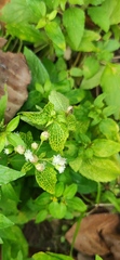 Ageratum conyzoides