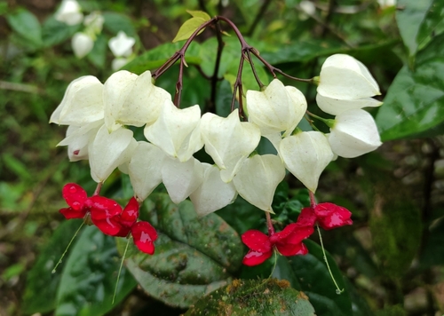 Clerodendrum thomsoniae