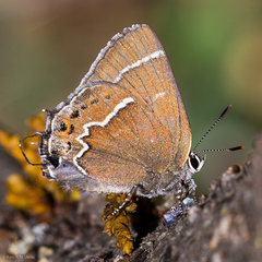 Callophrys spinetorum