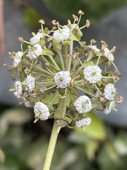 Hedera helix