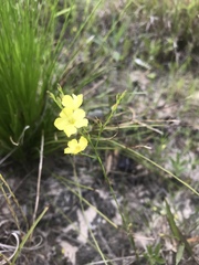 Hypericum drummondii