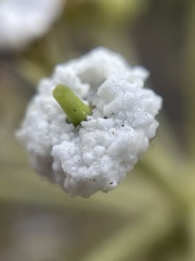 Hedera helix