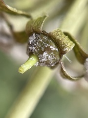 Hedera helix