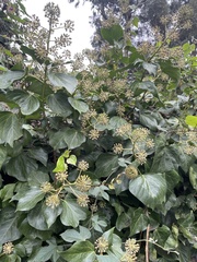 Hedera helix