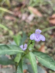 Justicia crassifolia