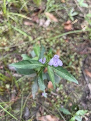 Justicia crassifolia