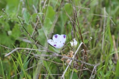Nemophila maculata