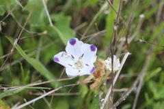 Nemophila maculata