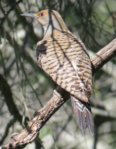 iNaturalist observation photo of Northern Flicker