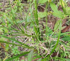 Cyperus
