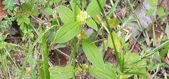 Mitracarpus hirtus