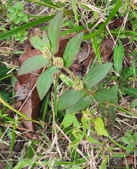 Euphorbia hirta