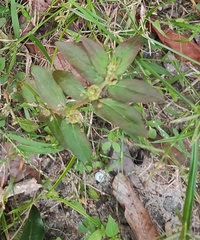 Euphorbia hirta