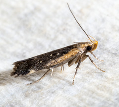 Dichomeris costarufoella