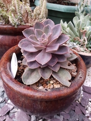 Echeveria gibbiflora × potosina