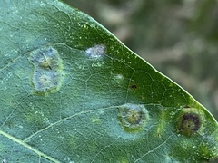 Polystepha quercifolia