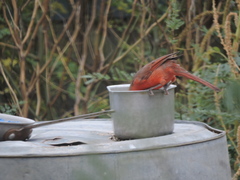 Cardinalis cardinalis