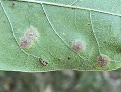 Polystepha quercifolia