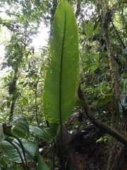 Calathea platystachya