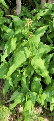 Aristeguietia salvia