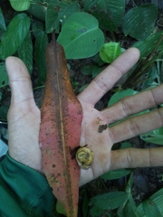 Couratari scottmorii