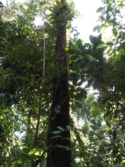 Couratari scottmorii