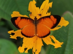 Tegosa anieta