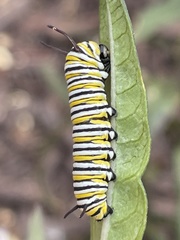 Danaus plexippus