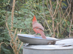 Cardinalis cardinalis