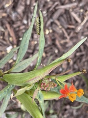 Danaus plexippus