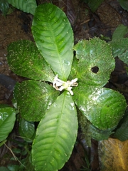 Aphelandra dolichantha