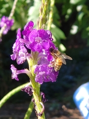 Apis mellifera