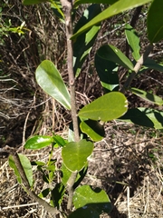 Daphnopsis racemosa